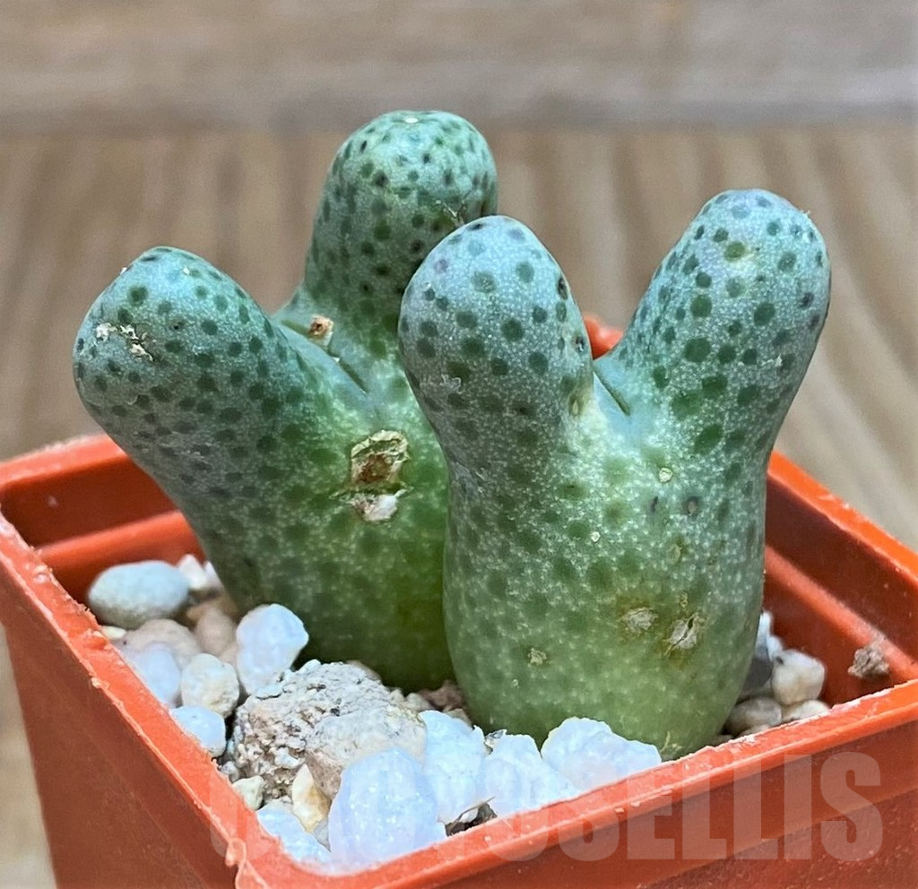 SHPR42443 Conophytum haramoepense ARM9550 - Image 2