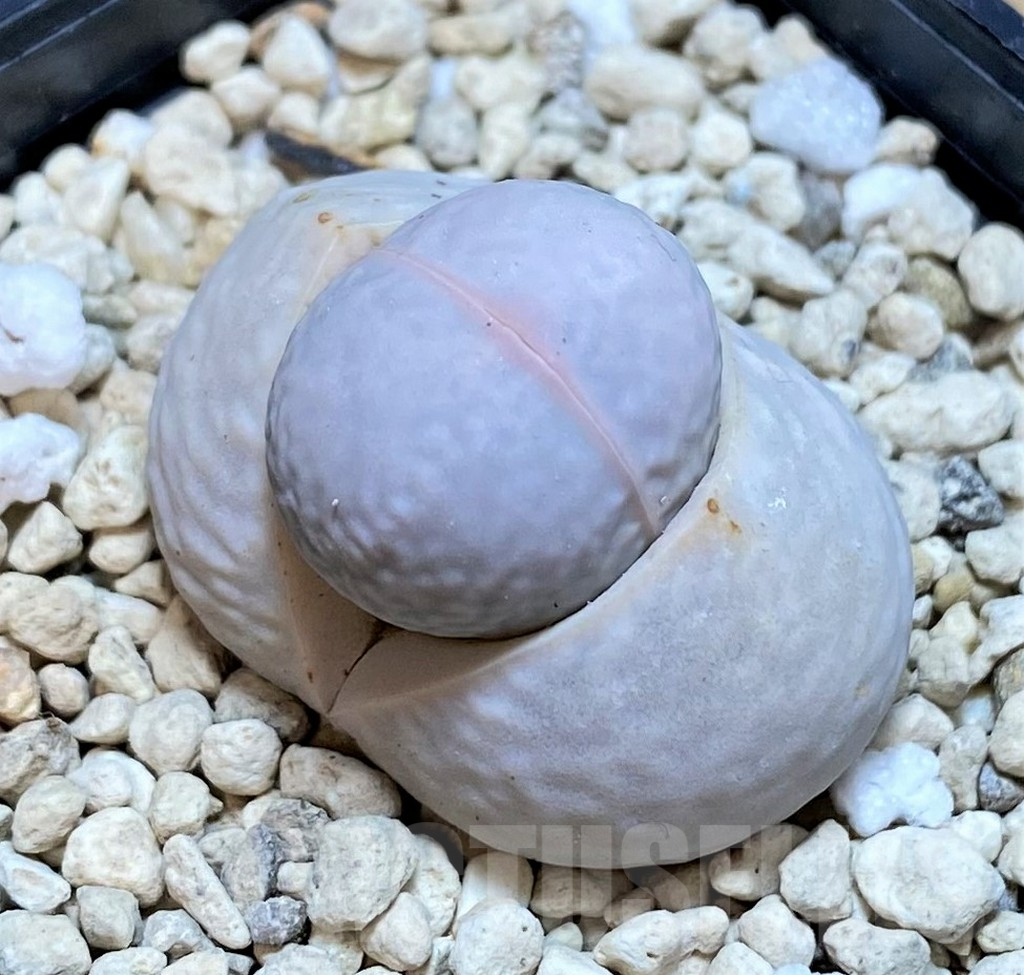 SHPR42427 Dinteranthus pole-evansii