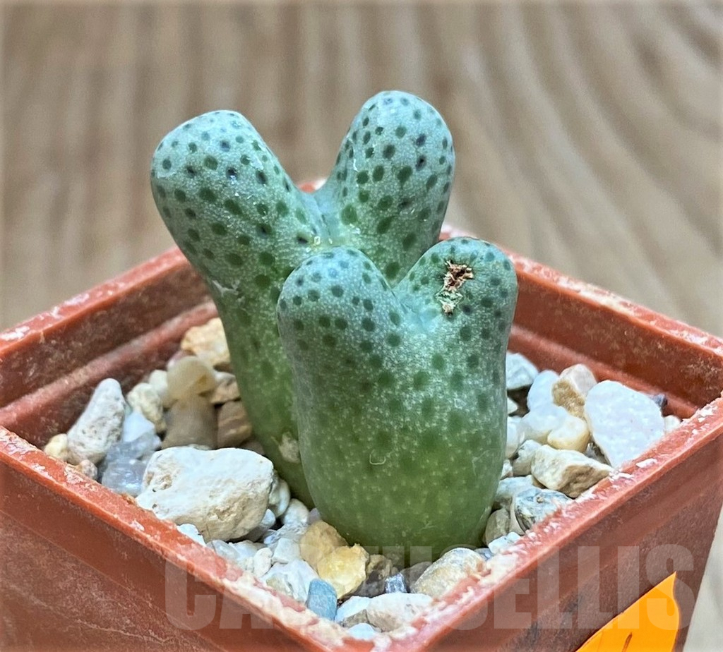 SHPR42444 Conophytum haramoepense ARM9550 - immagine 2
