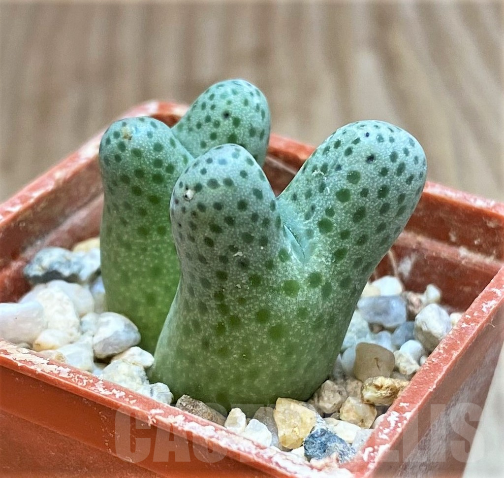 SHPR42444 Conophytum haramoepense ARM9550