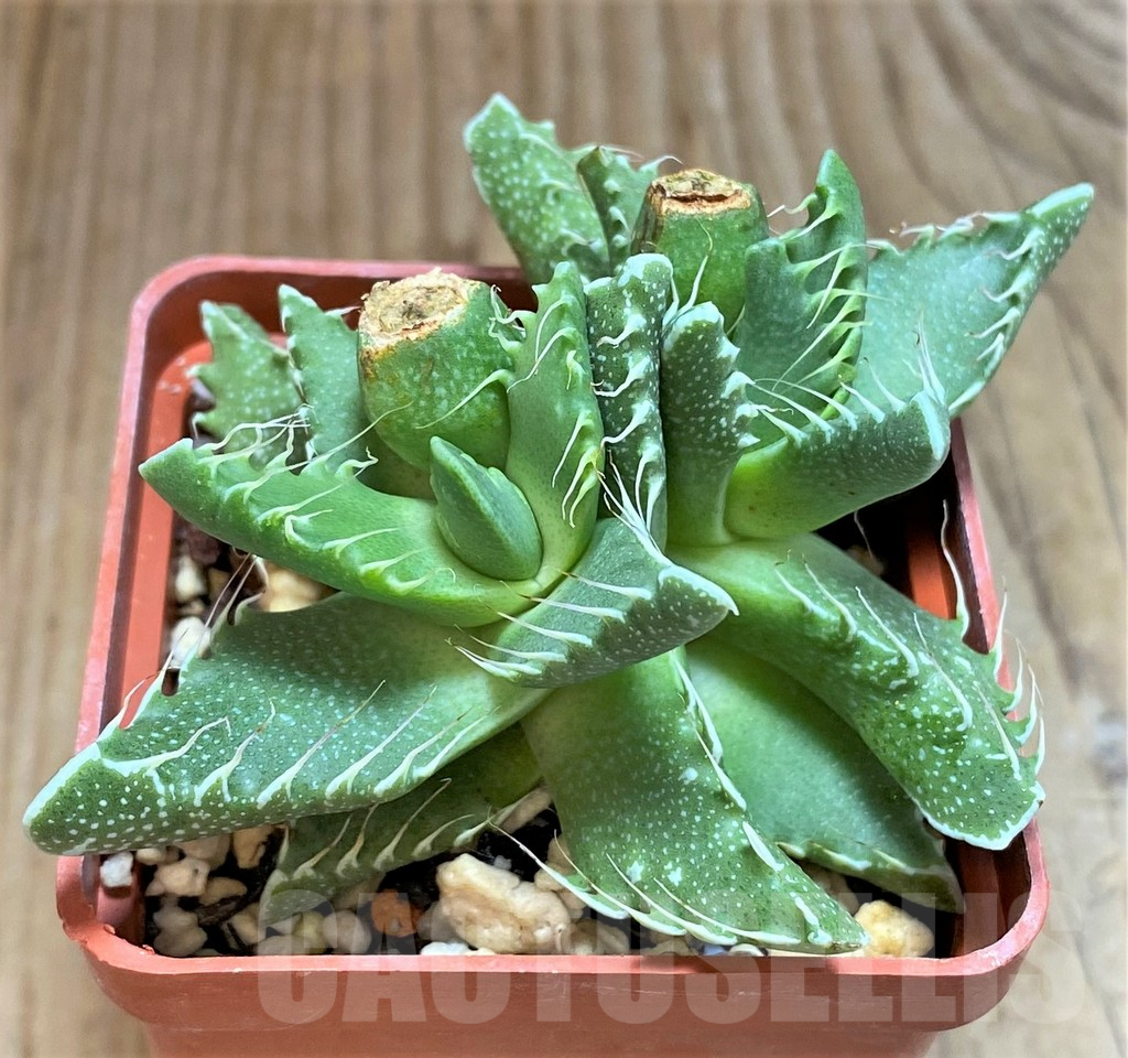 SHPR42448 Faucaria tigrina