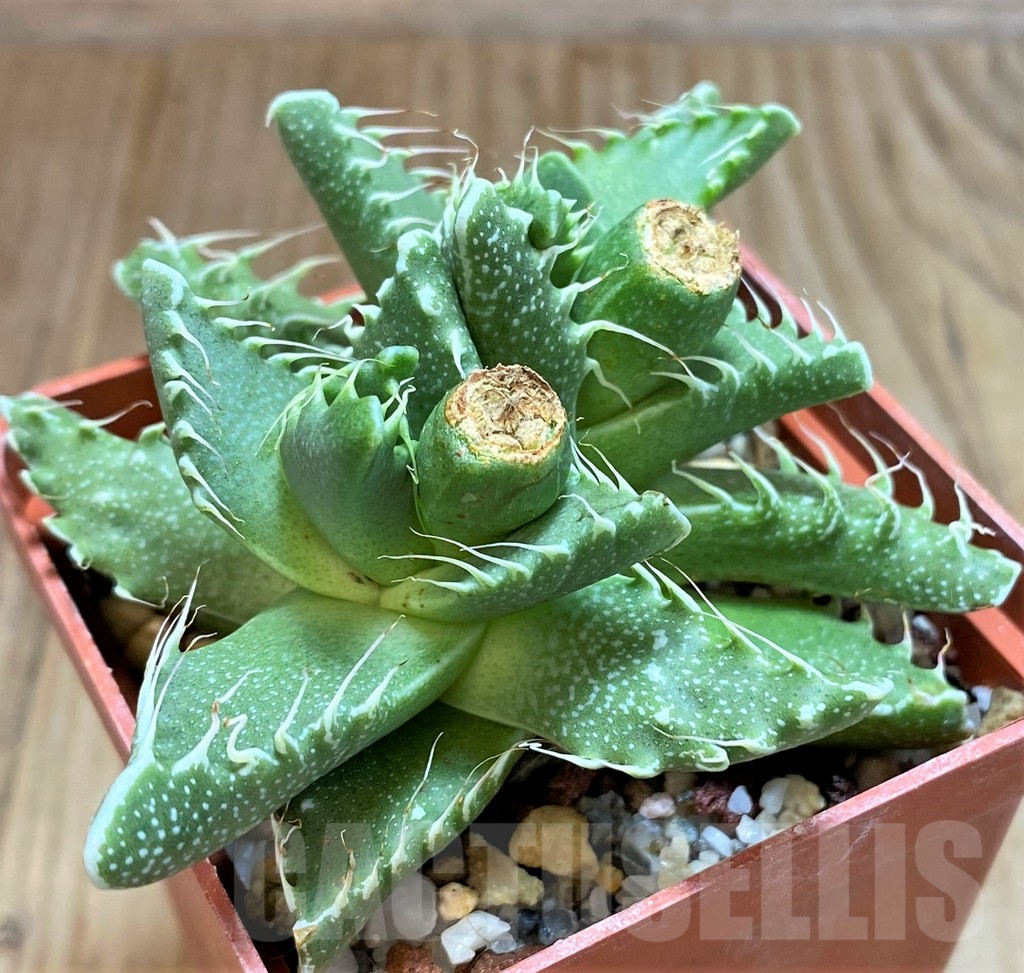 SHPR42448 Faucaria tigrina - immagine 2
