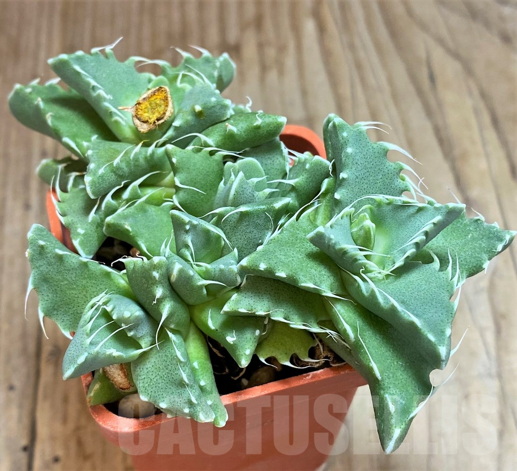 SHPR42449 Faucaria tigrina