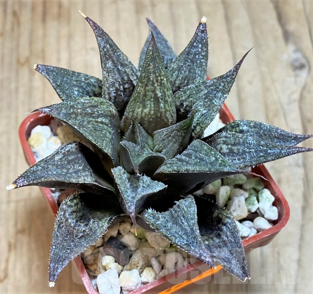 SHPR42454 Haworthia 'Anna Cocozza' x 'Metarica' - Image 2