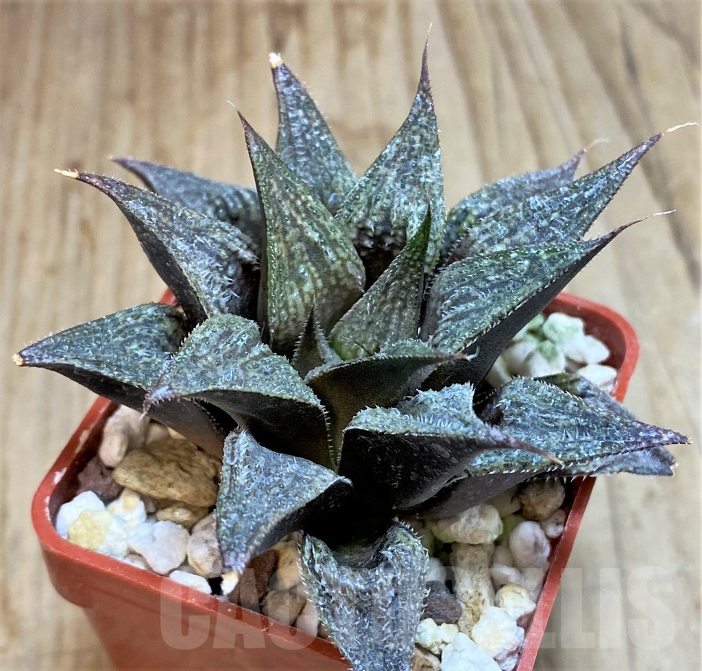 SHPR42454 Haworthia 'Anna Cocozza' x 'Metarica'