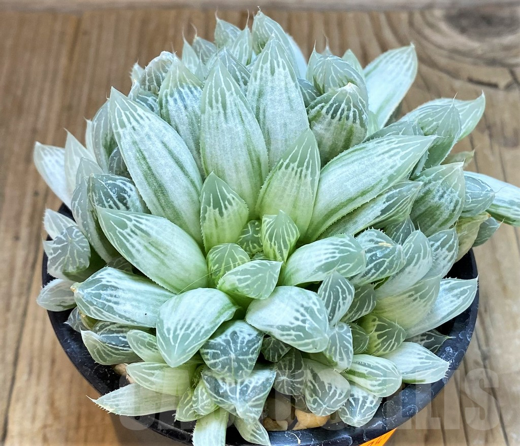 SHPR42456 Haworthia cooperi 'Silver Swirl'