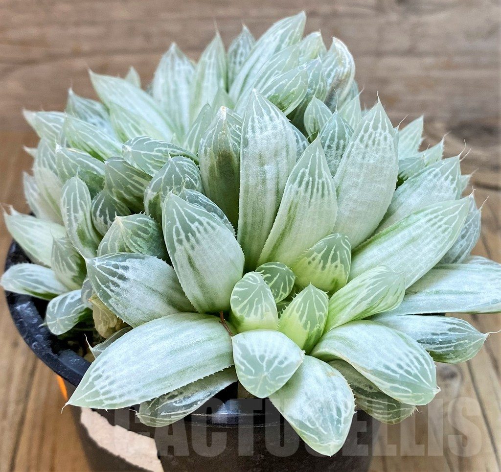 SHPR42456 Haworthia cooperi 'Silver Swirl' - Image 2