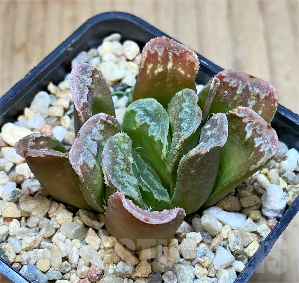 SHPR42557 Haworthia mutica hybrid - immagine 2