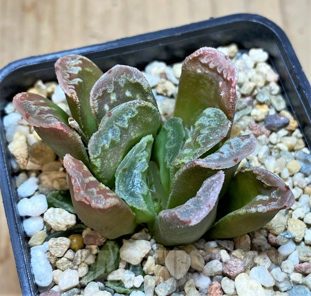 SHPR42557 Haworthia mutica hybrid - immagine 3