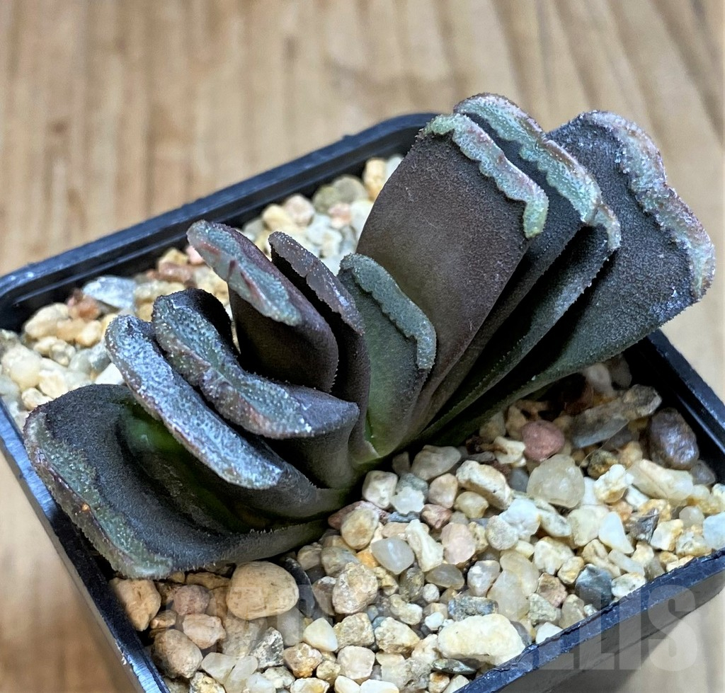 SHPR42558 Haworthia truncata hybrid - immagine 2