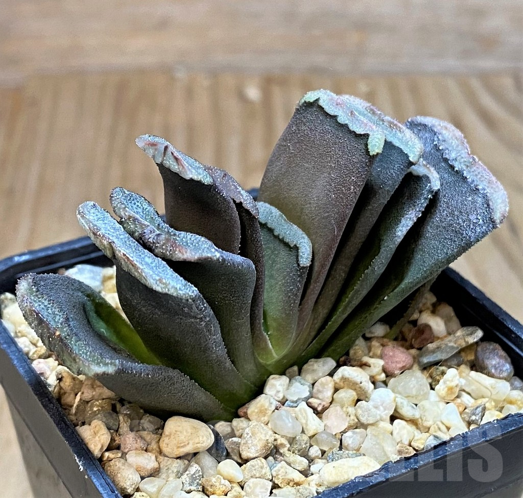 SHPR42558 Haworthia truncata hybrid