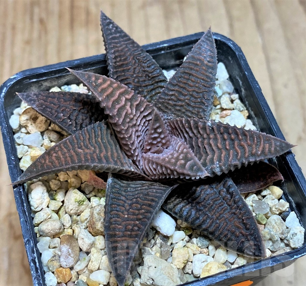 SHPR42559 Haworthia koelmaniorum x limifolia v.striata