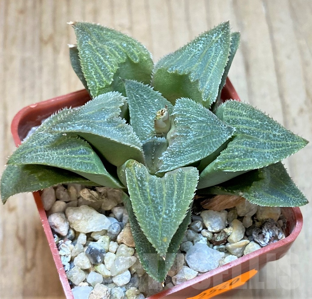 SHPR42560 Haworthia magnifica hybrid - Obrázek 2