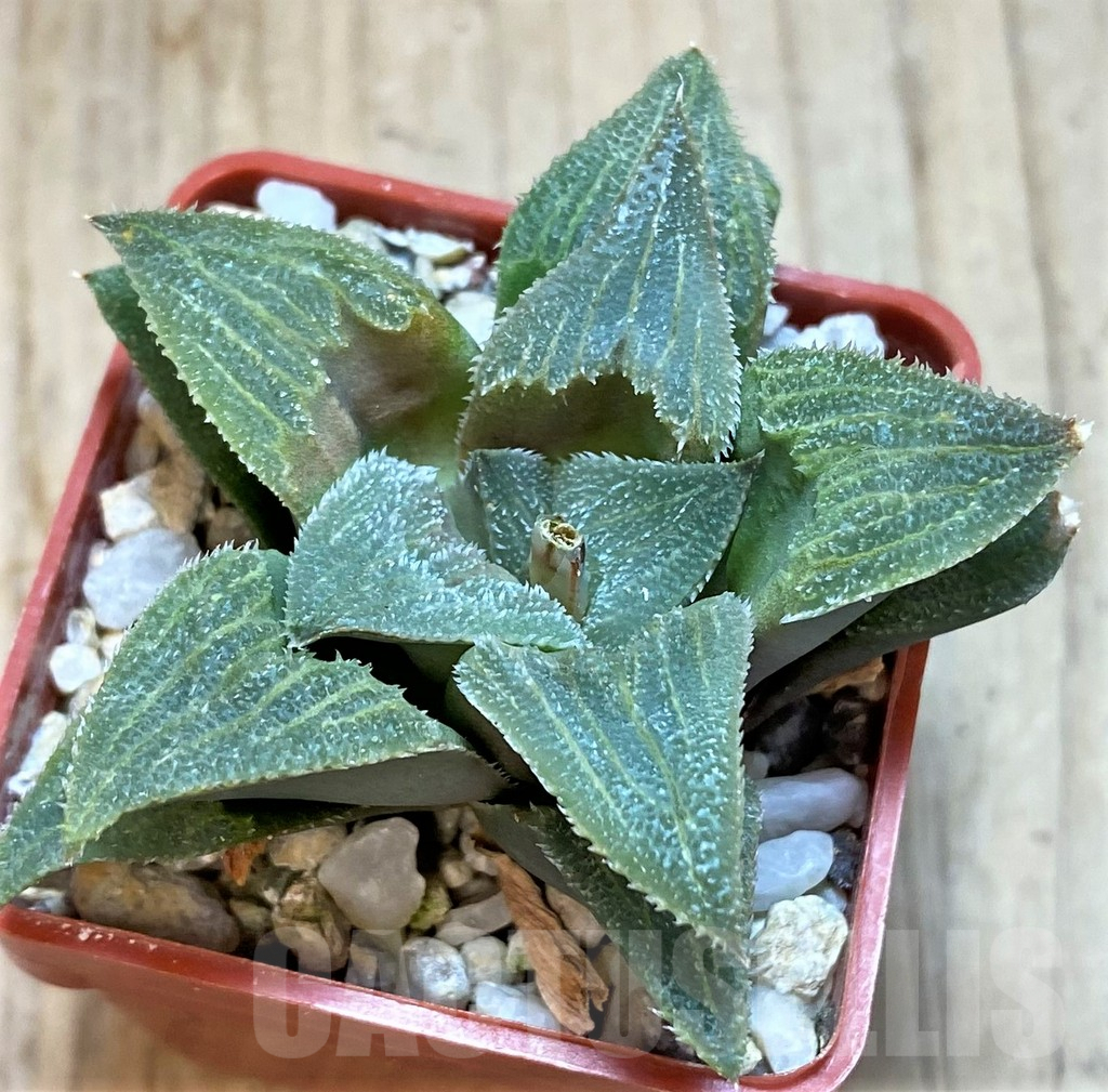 SHPR42560 Haworthia magnifica hybrid