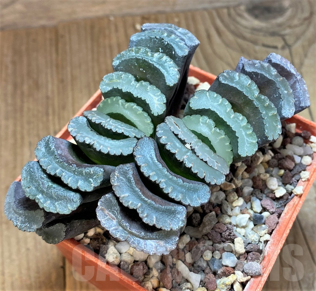 SHPR42561 Haworthia truncata