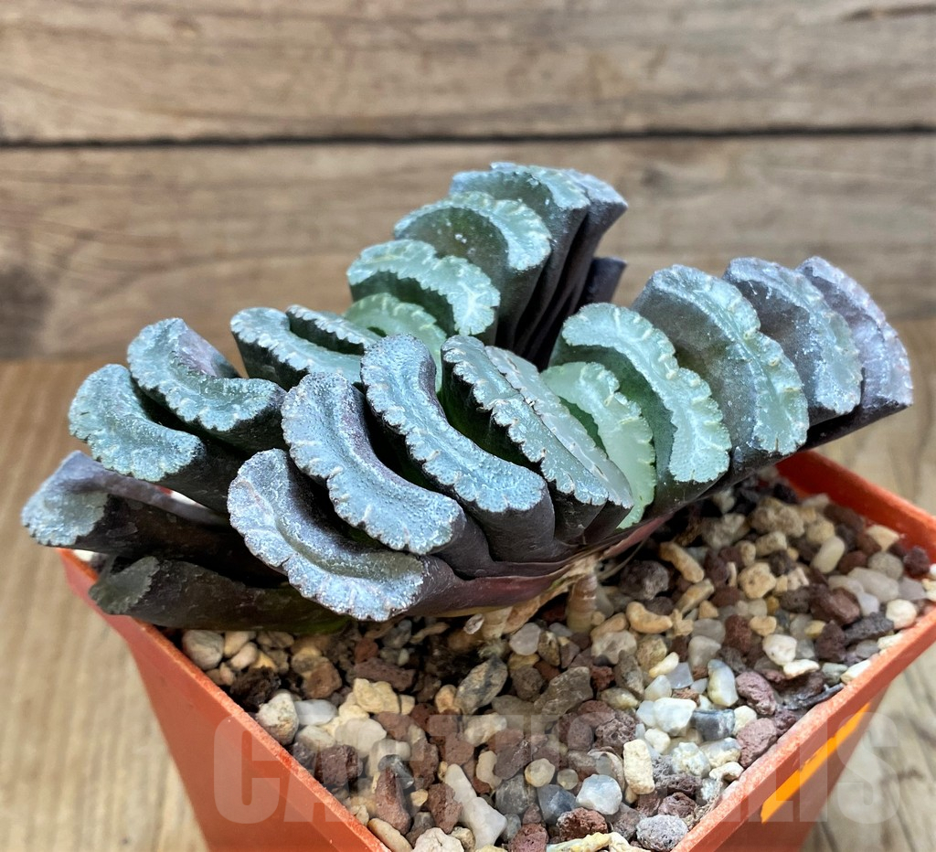 SHPR42561 Haworthia truncata - Image 2