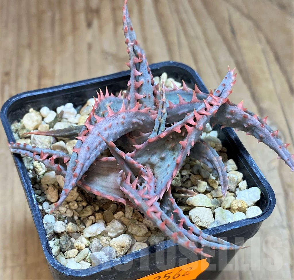 SHPR42562 Aloe TCT hybrid
