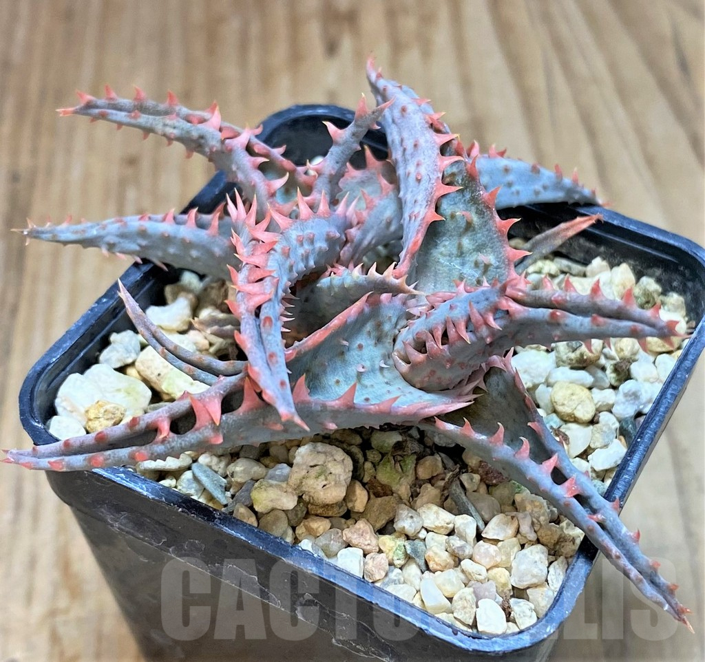 SHPR42562 Aloe TCT hybrid - Image 2