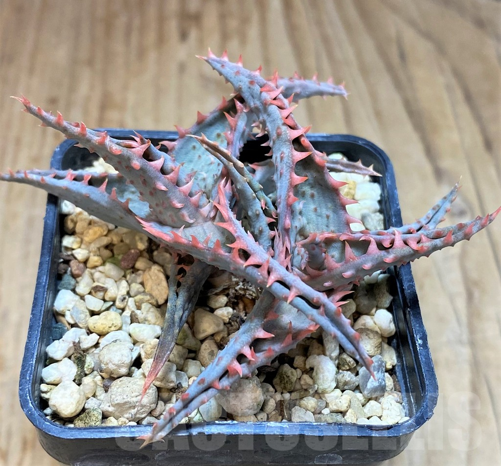 SHPR42562 Aloe TCT hybrid - Image 3