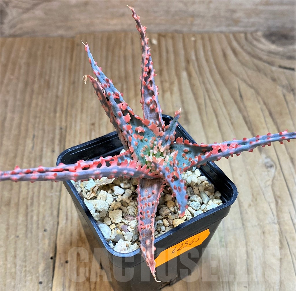 SHPR42563 Aloe TCT hybrid - Image 2