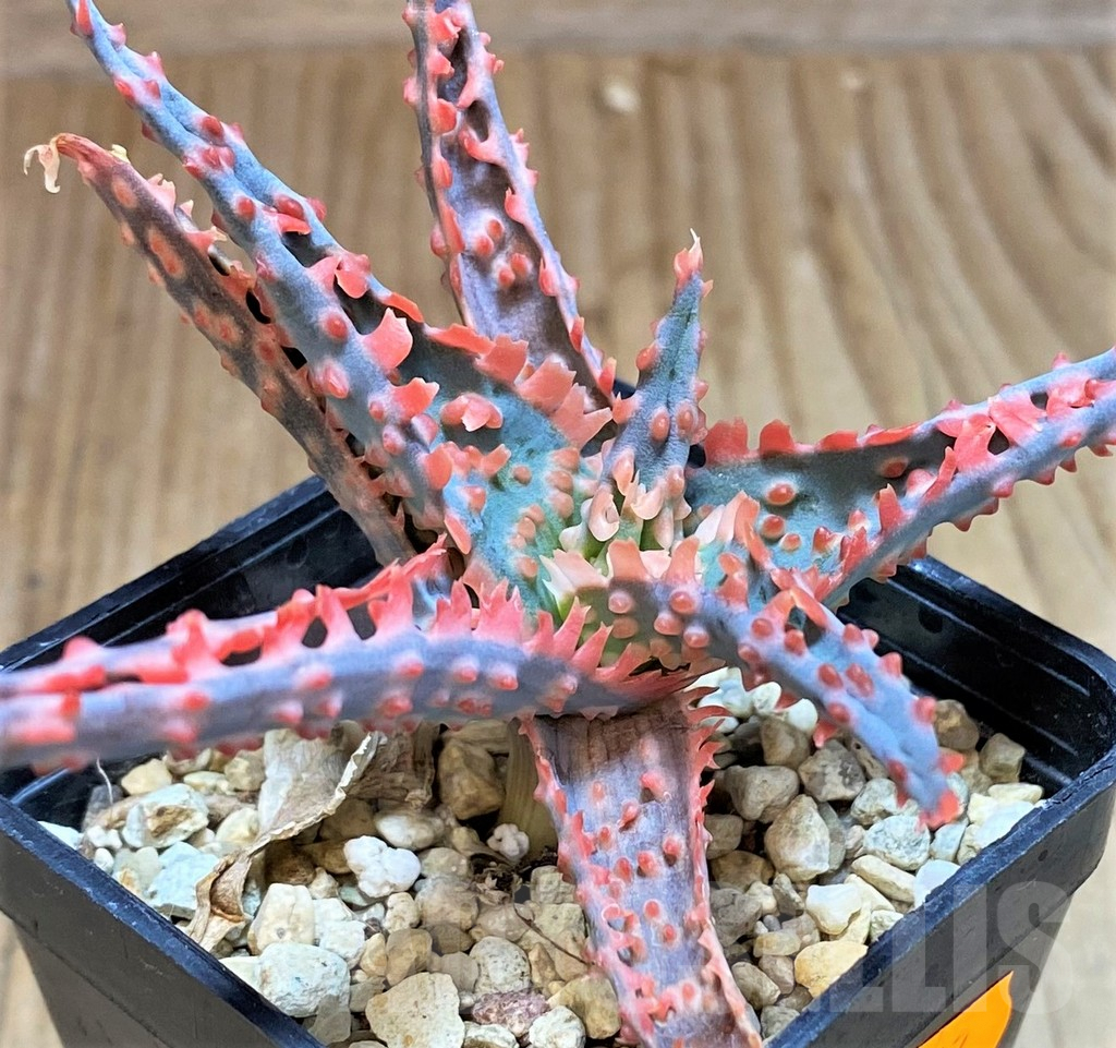 SHPR42563 Aloe TCT hybrid