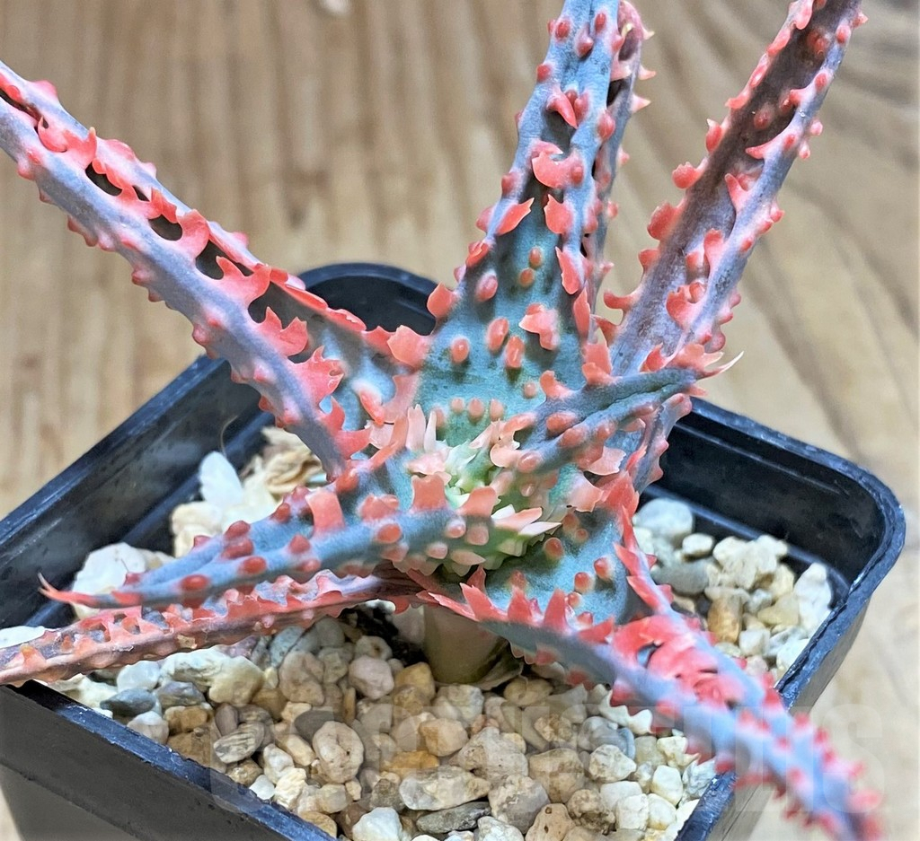 SHPR42563 Aloe TCT hybrid - Image 3