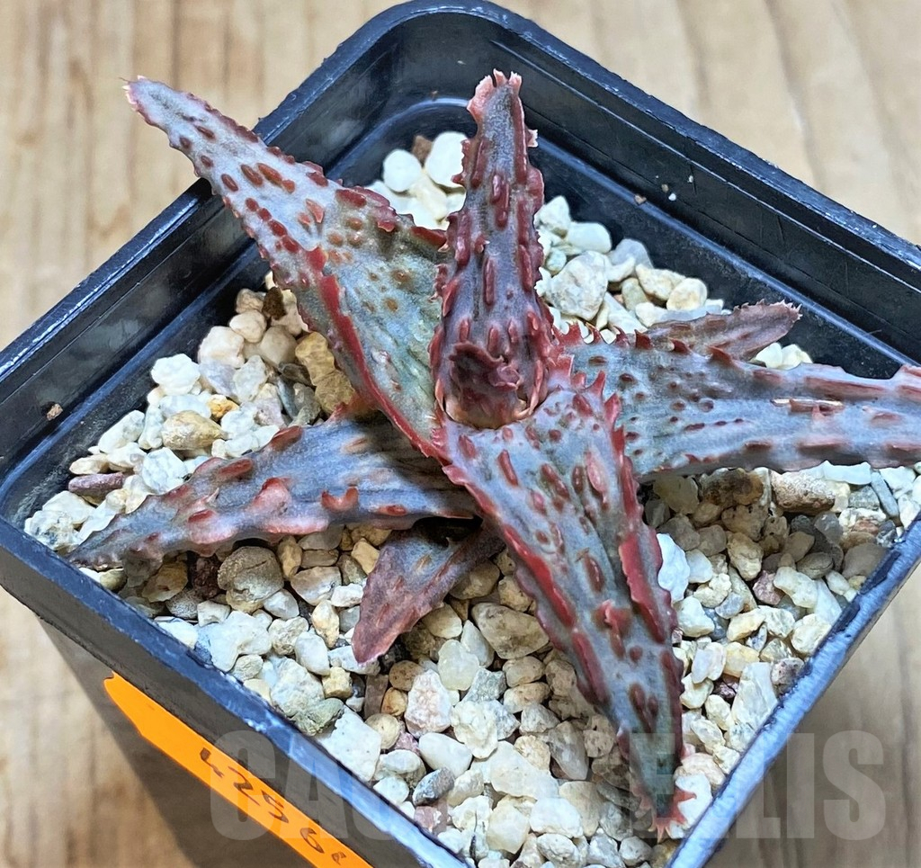 SHPR42564 Aloe hybrid - Image 2