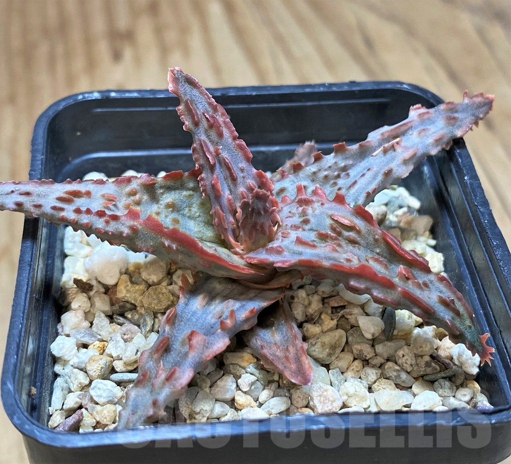 SHPR42564 Aloe hybrid