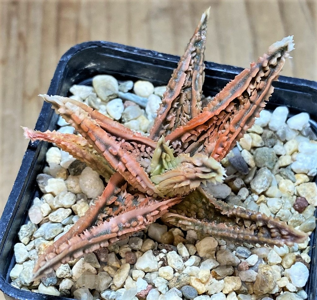 SHPR42565 Aloe TCT hybrid - Image 3