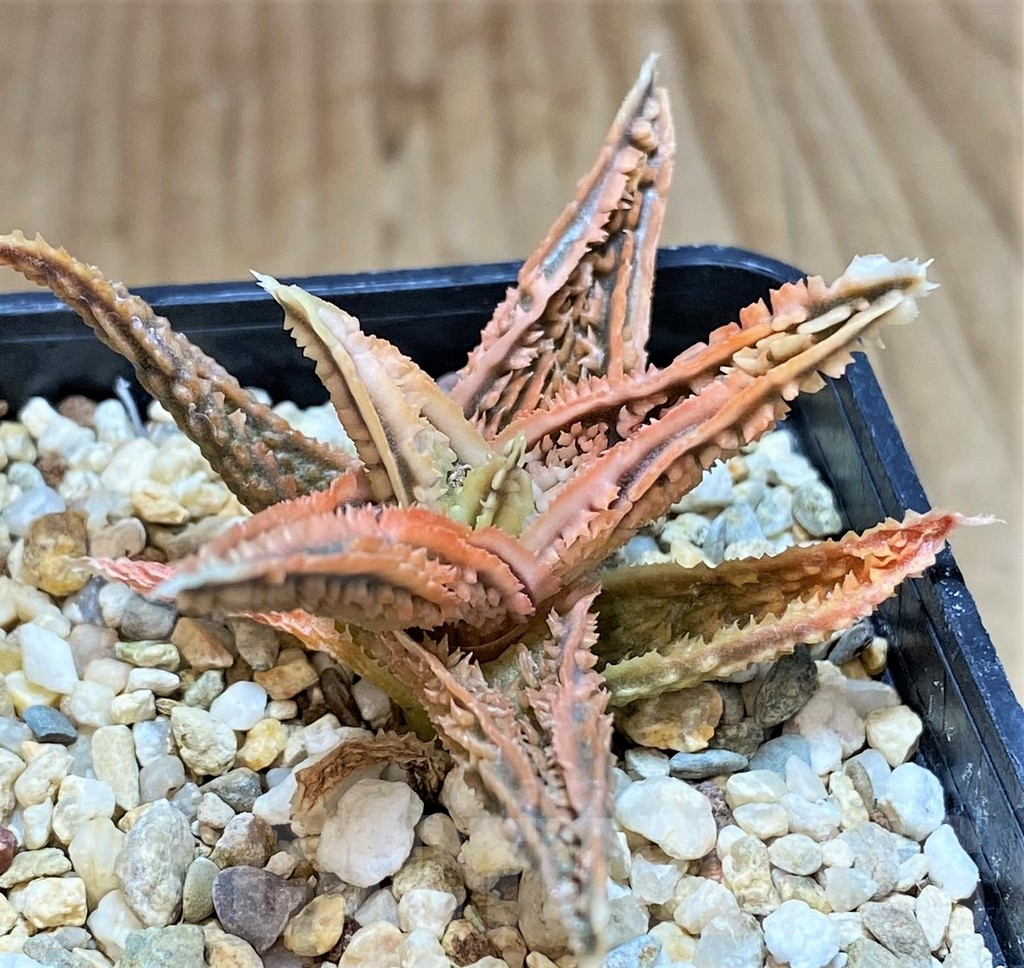SHPR42565 Aloe TCT hybrid - Image 2