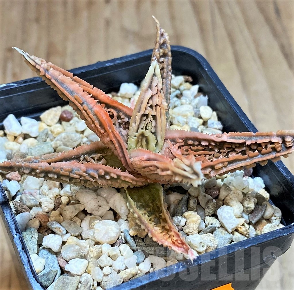 SHPR42565 Aloe TCT hybrid