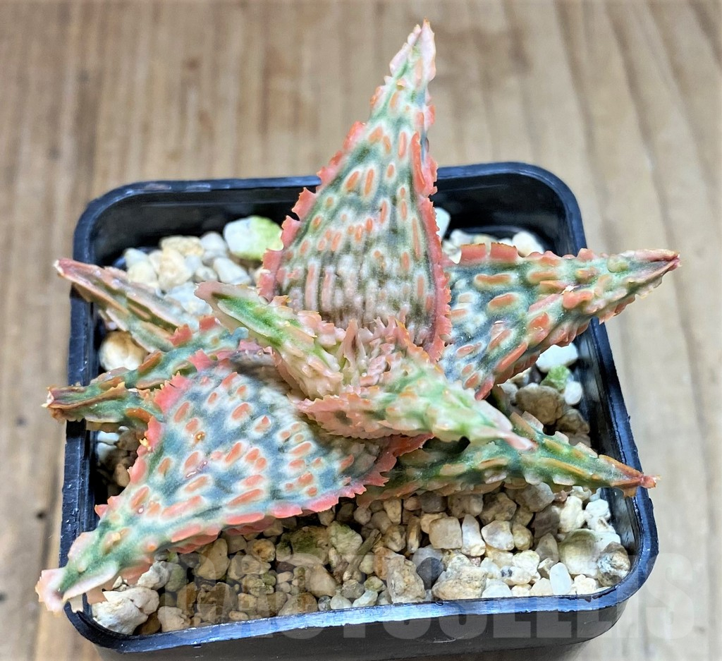 SHPR42570 Aloe TCT hybrid - immagine 2