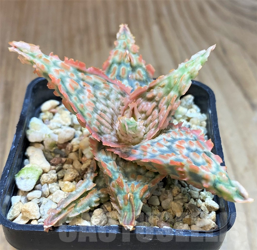 SHPR42570 Aloe TCT hybrid