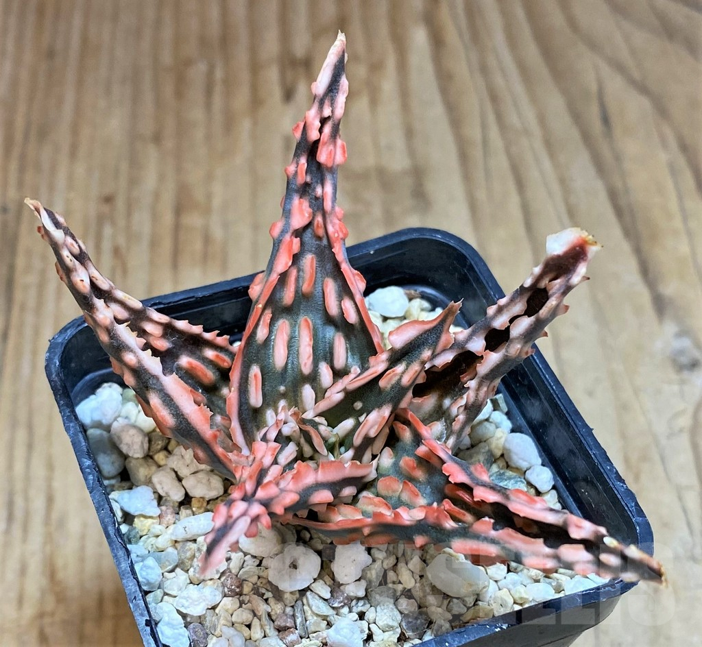 SHPR42572 Aloe TCT hybrid - Image 3