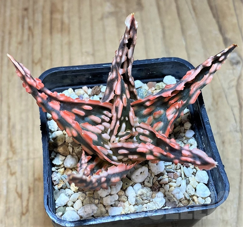 SHPR42572 Aloe TCT hybrid - Image 2