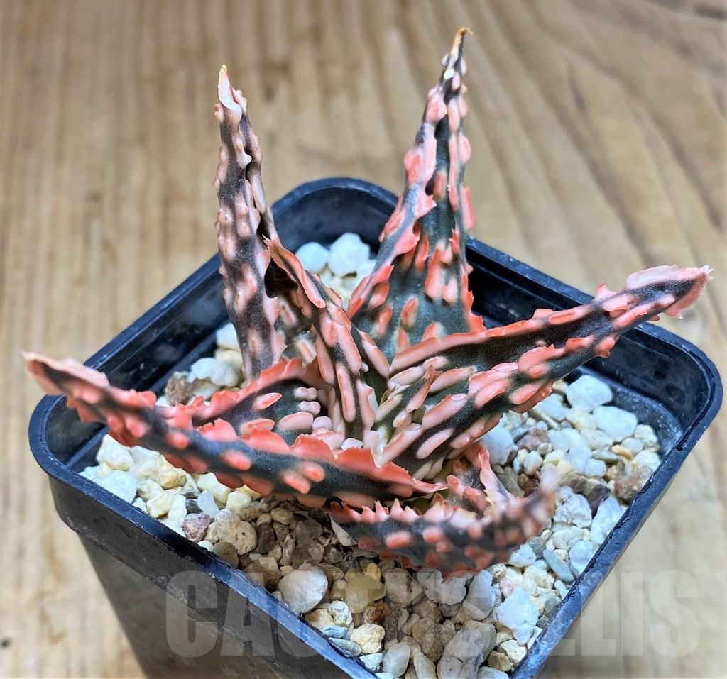SHPR42572 Aloe TCT hybrid
