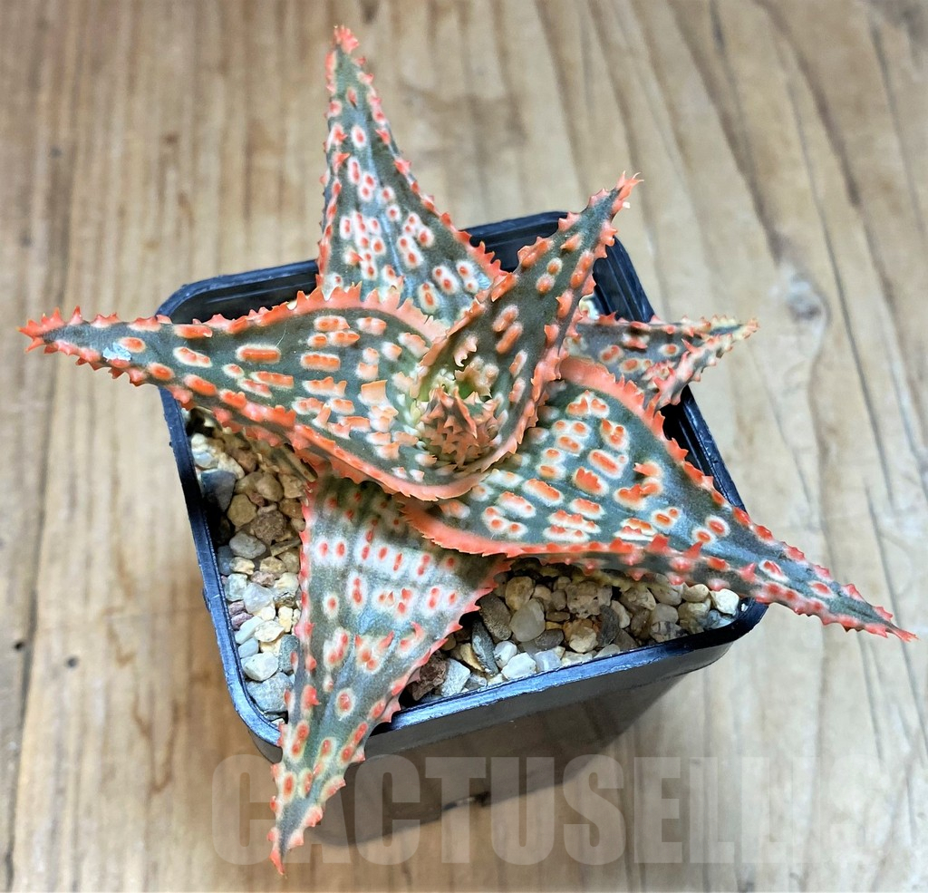 SHPR42573 Aloe TCT hybrid - immagine 3