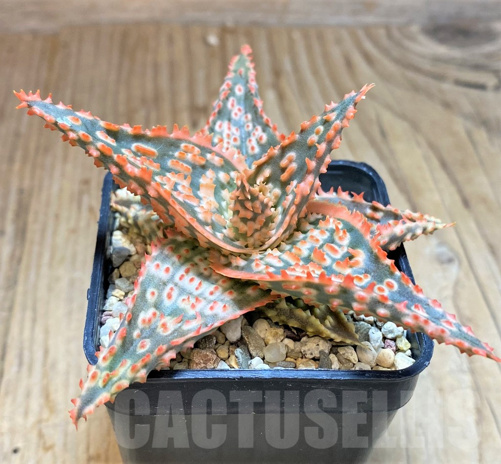 SHPR42573 Aloe TCT hybrid - immagine 2