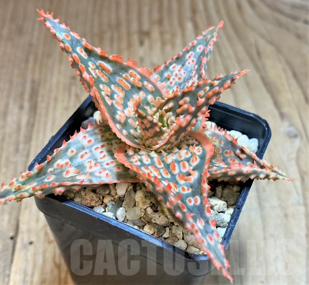 SHPR42573 Aloe TCT hybrid