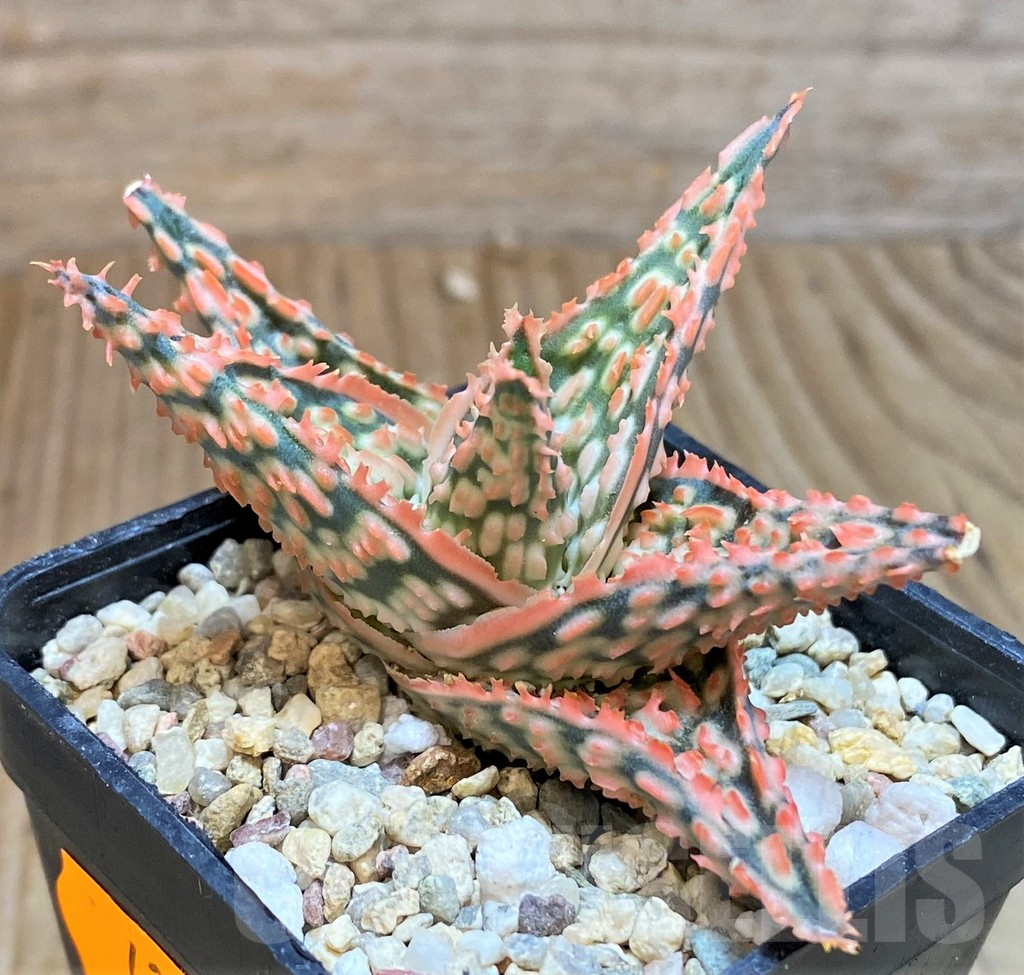 SHPR42575 Aloe TCT hybrid - Obrázek 2