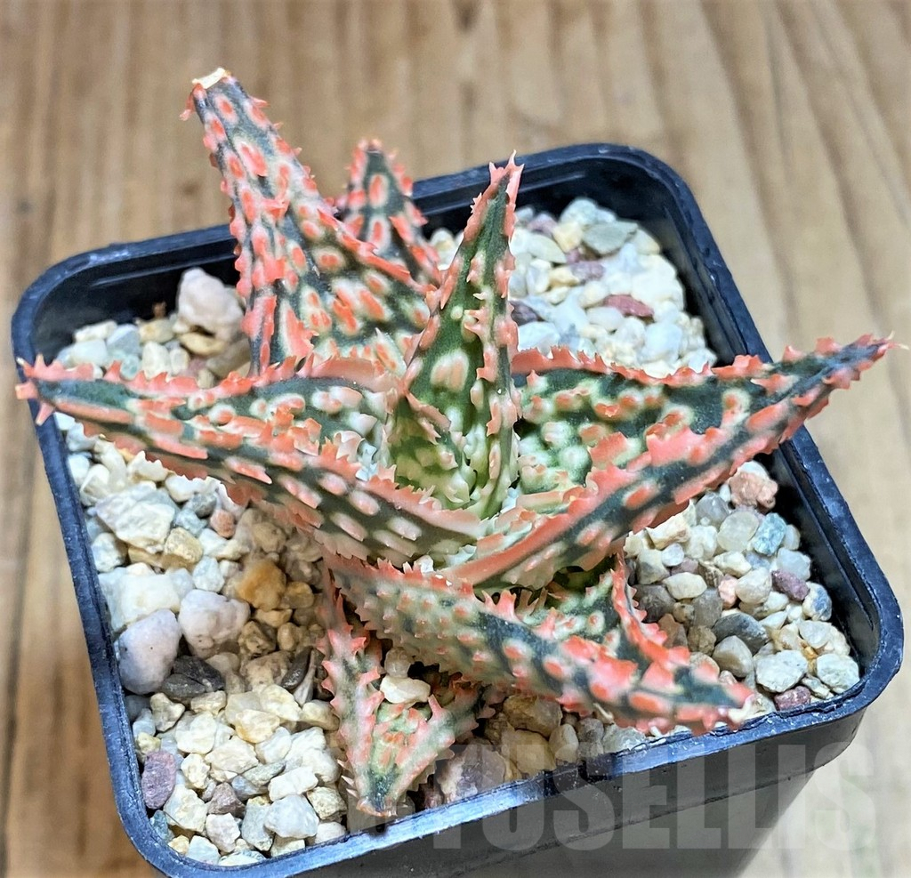 SHPR42575 Aloe TCT hybrid