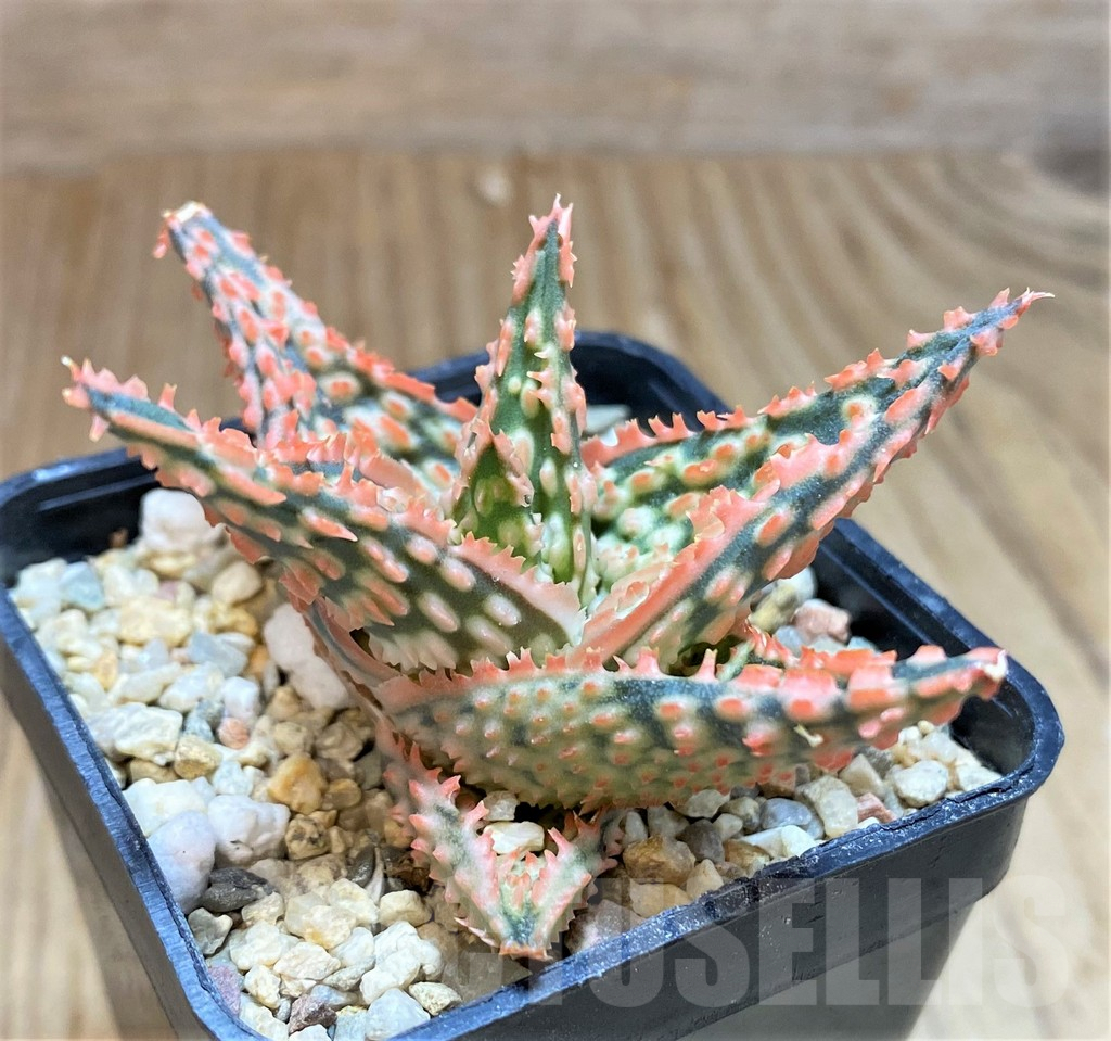 SHPR42575 Aloe TCT hybrid - Obrázek 3