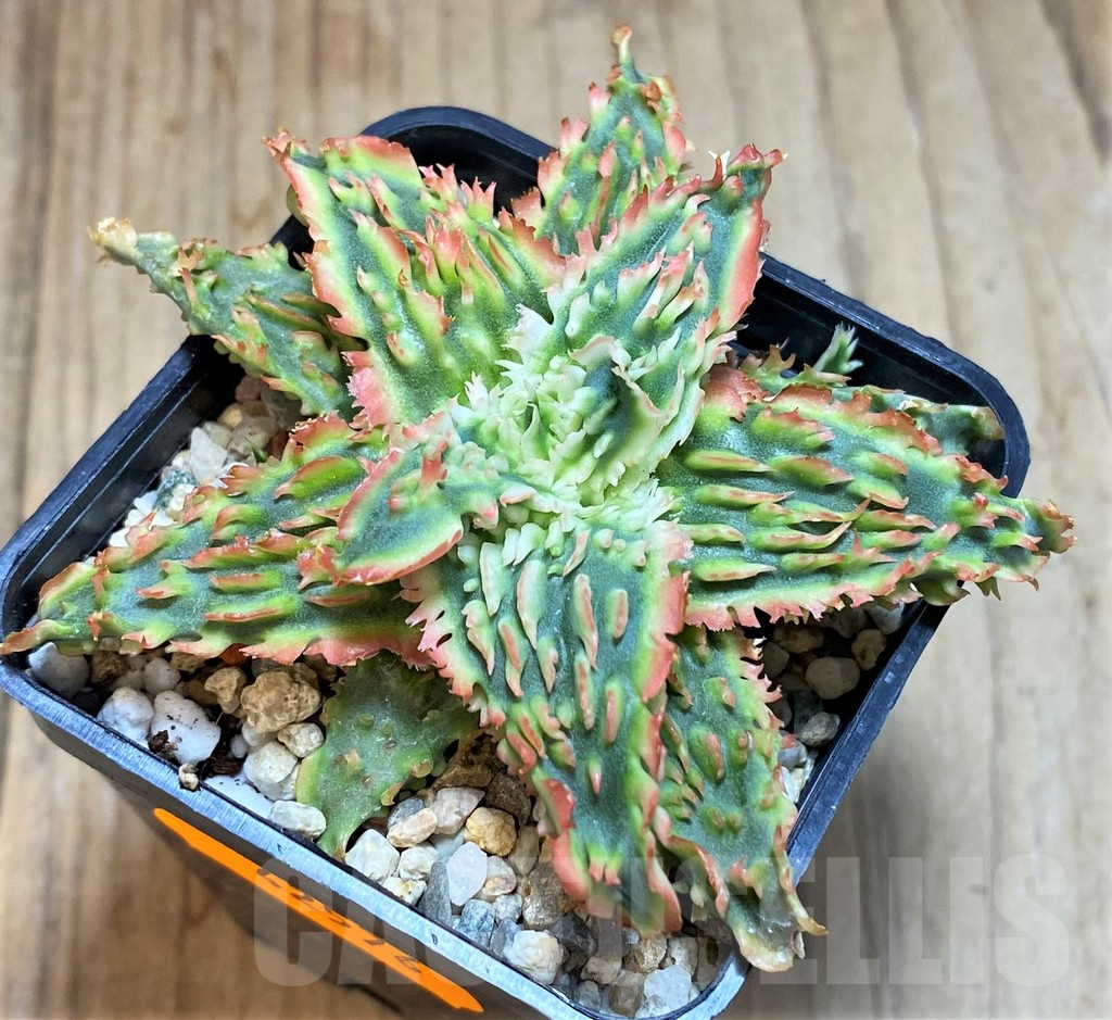SHPR42576 Aloe TCT hybrid