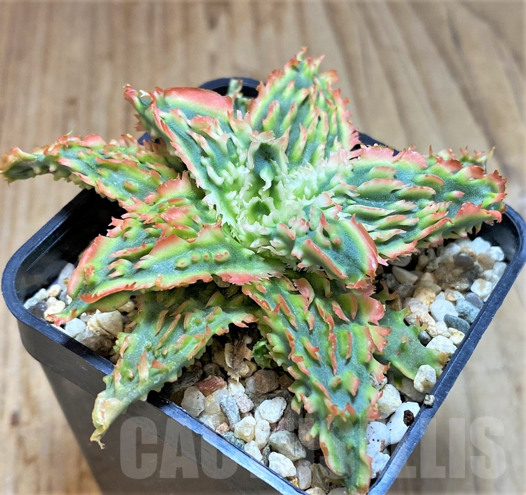 SHPR42576 Aloe TCT hybrid - 画像 (2)