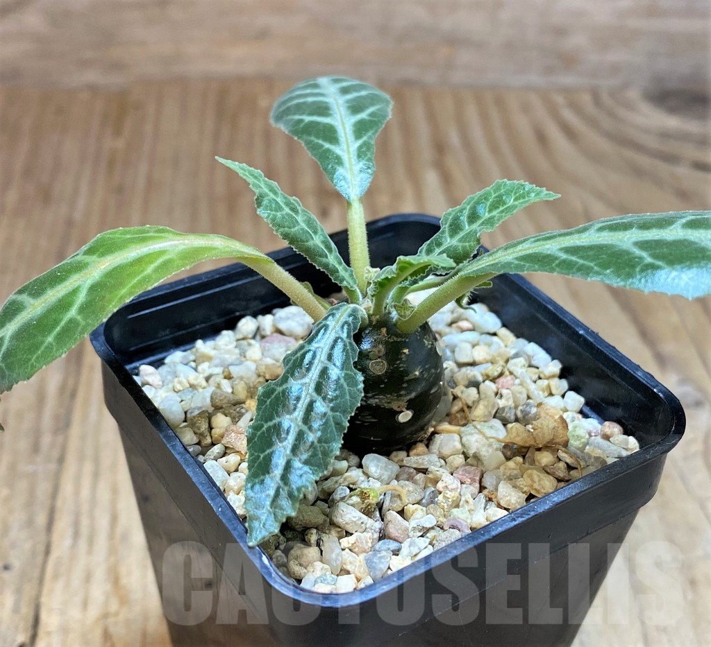 SHPR42578 Dorstenia lancifolia