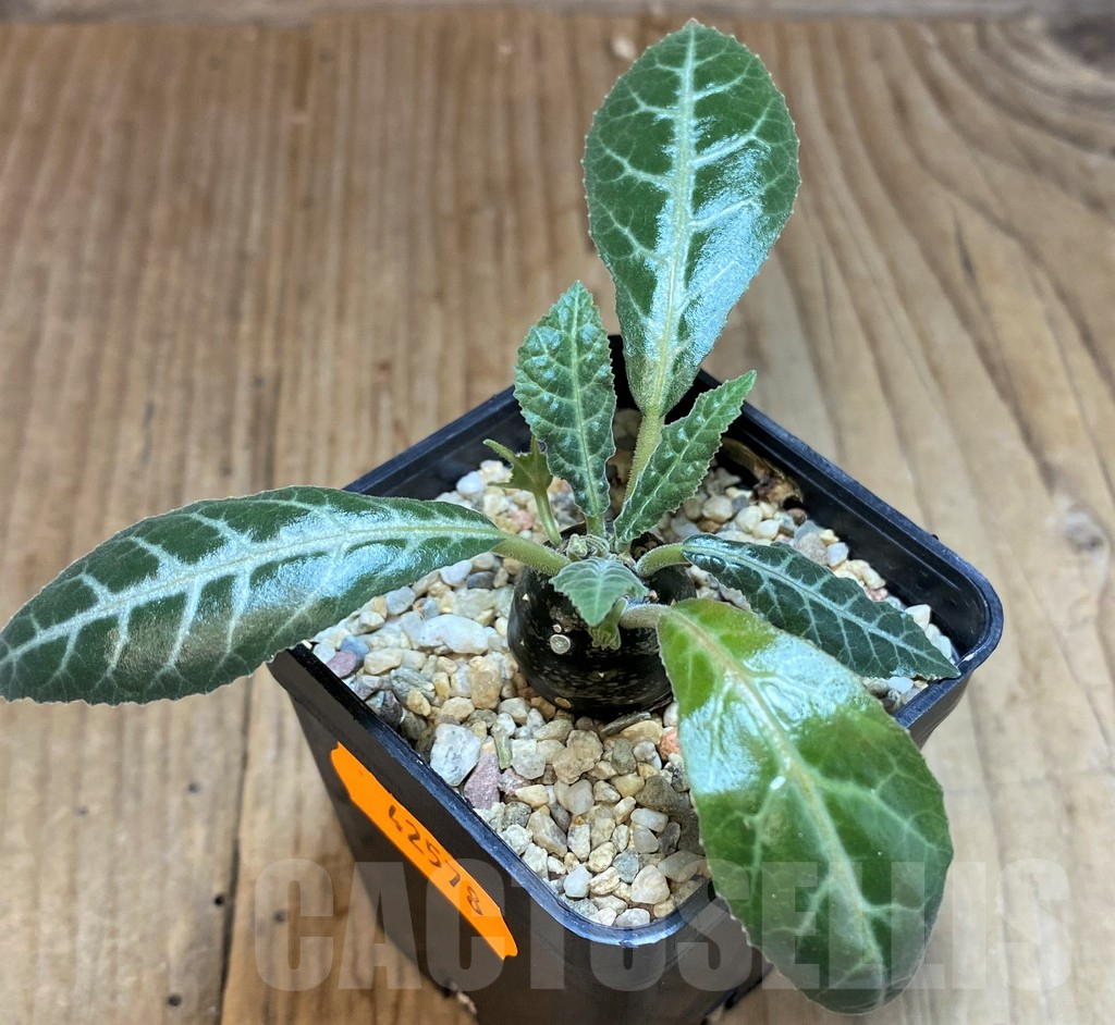 SHPR42578 Dorstenia lancifolia - Image 3