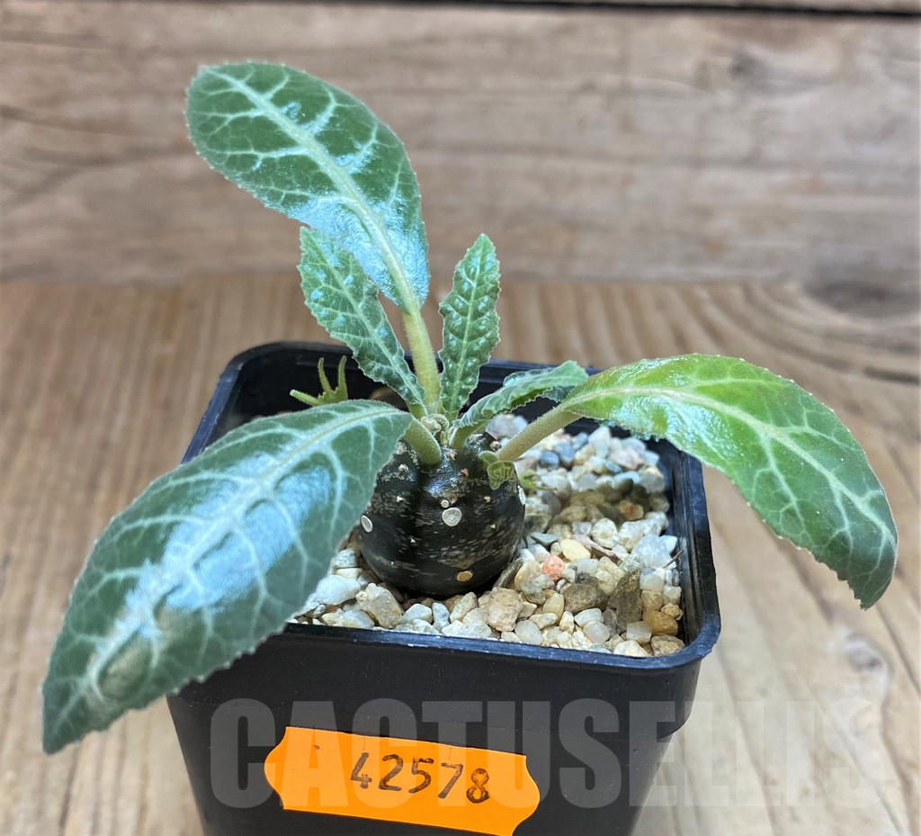 SHPR42578 Dorstenia lancifolia - Image 2