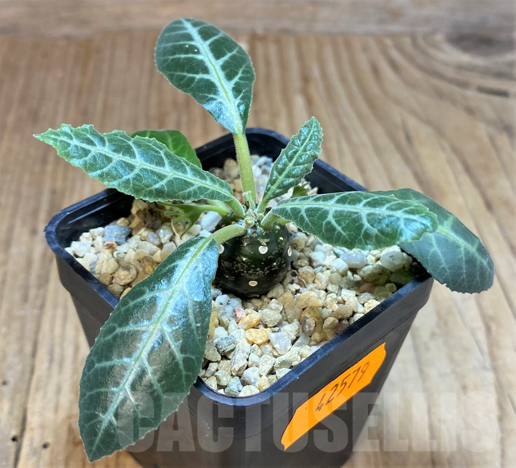 SHPR42579 Dorstenia lancifolia - Image 2