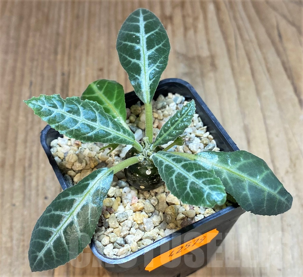 SHPR42579 Dorstenia lancifolia