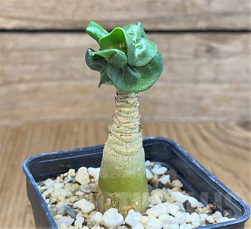 SHPR42580 Adenium mini - Image 2